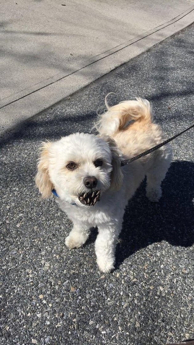 18 Adorable Dog Photos That Will Surprise You