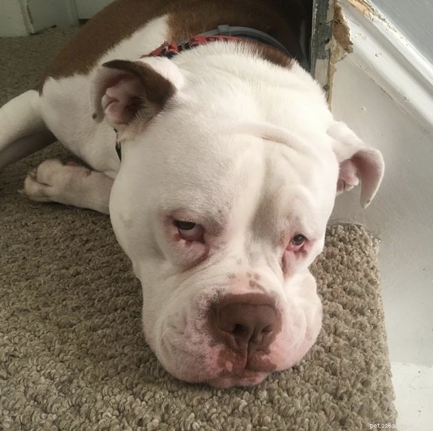 15 Dogs That Critique Your Every Move