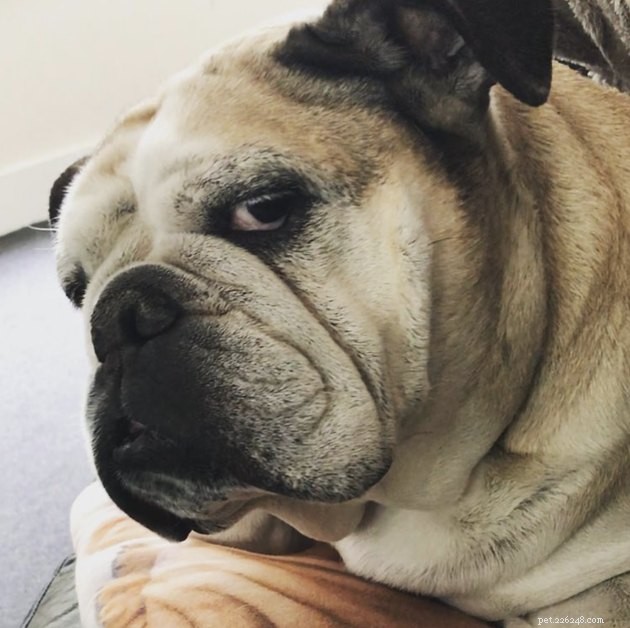 15 Dogs That Critique Your Every Move