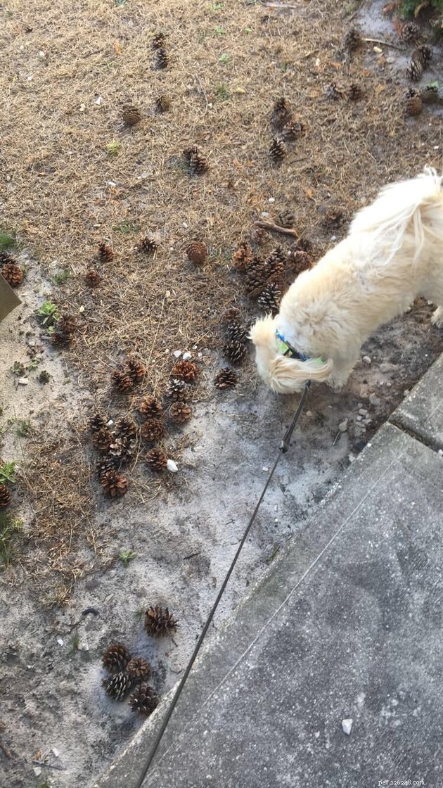 18 Adorable Dog Photos That Will Surprise You