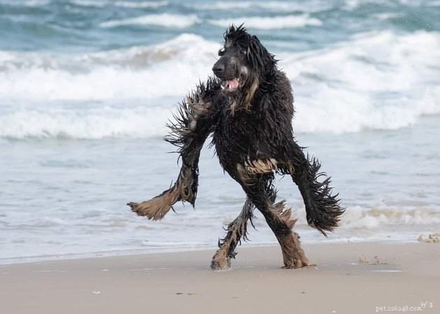 18 Adorable Dog Photos That Will Surprise You