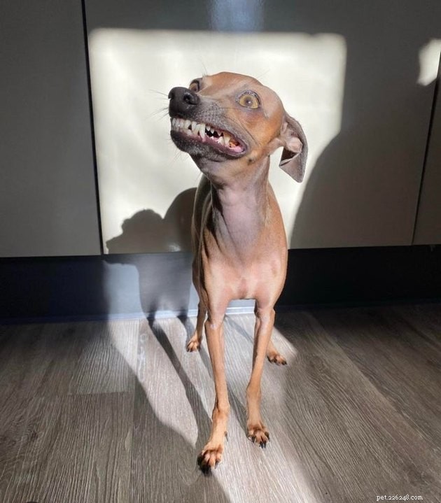 18 Adorable Dog Photos That Will Surprise You
