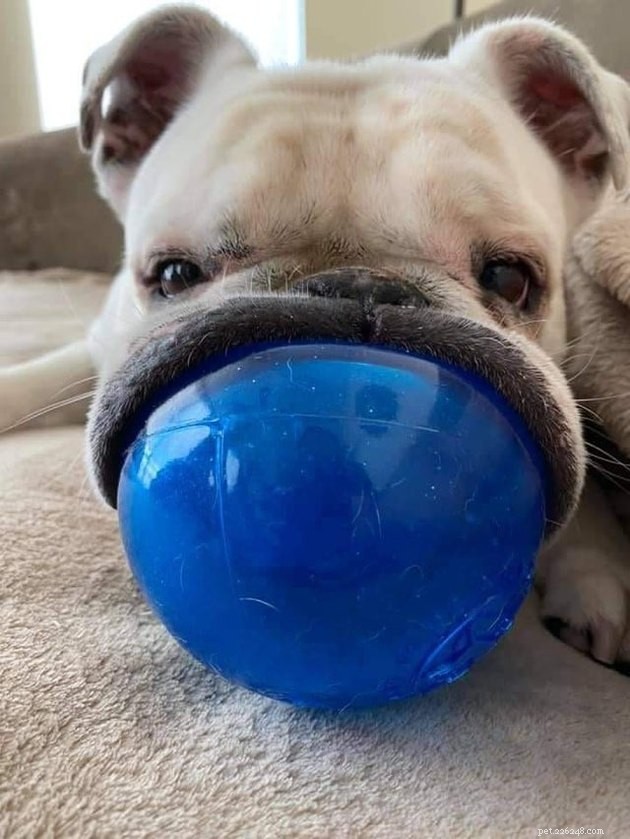 18 Adorable Dog Photos That Will Surprise You