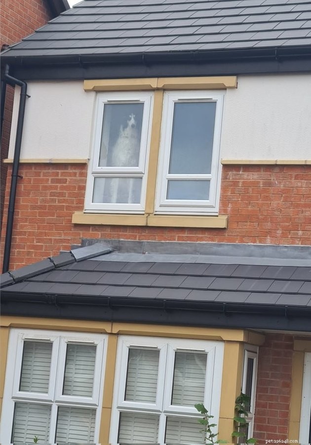 18 Adorable Dog Photos That Will Surprise You