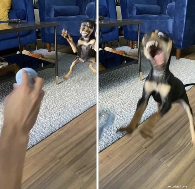 18 Adorable Dog Photos That Will Surprise You