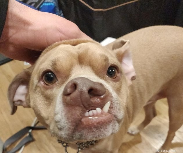18 Adorable Dog Photos That Will Surprise You