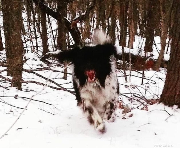 18 Adorable Dog Photos That Will Surprise You