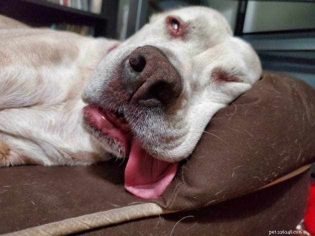 18 Adorable Dog Photos That Will Surprise You