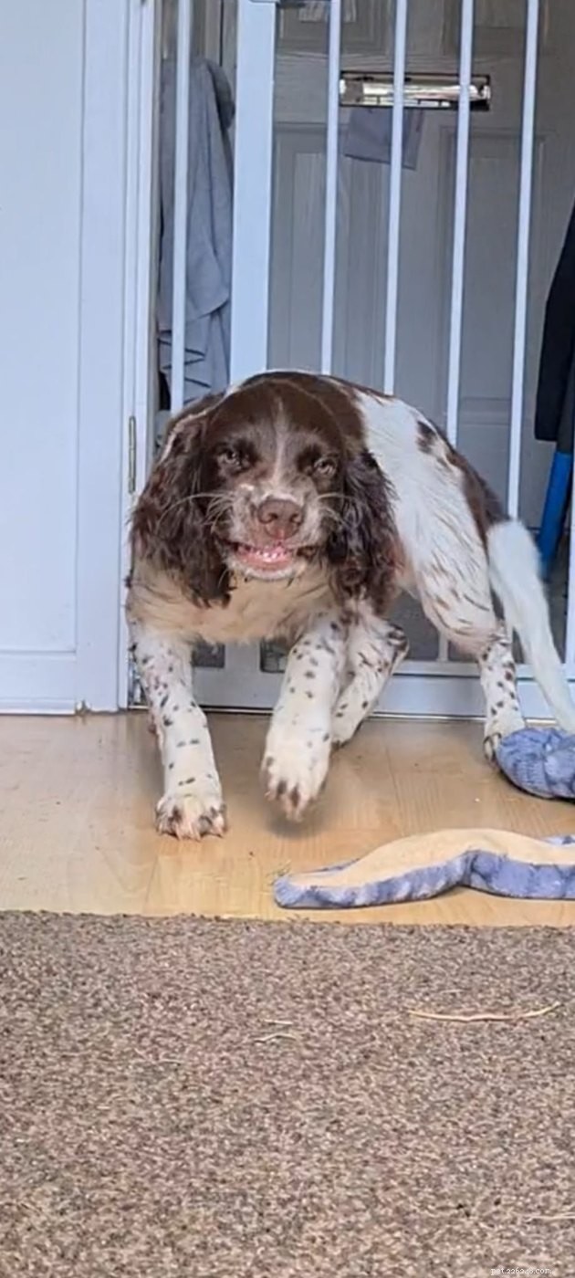 18 Adorable Dog Photos That Will Surprise You