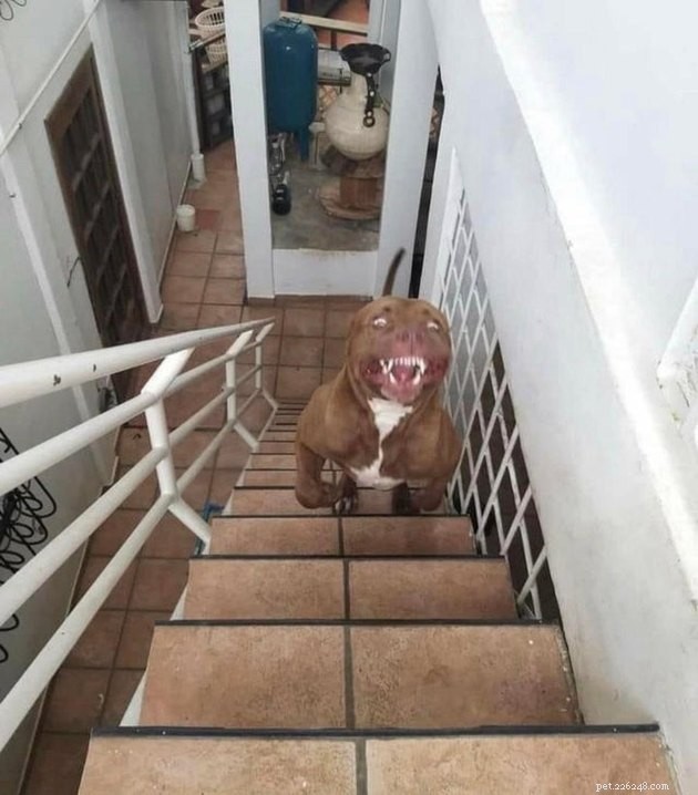 18 Adorable Dog Photos That Will Surprise You