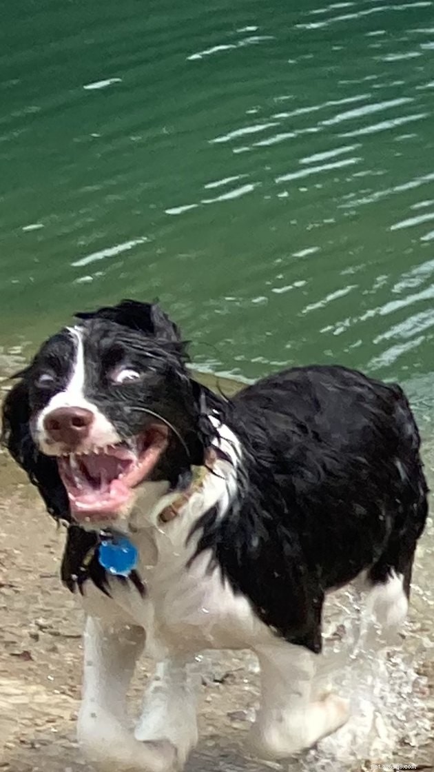 18 Adorable Dog Photos That Will Surprise You