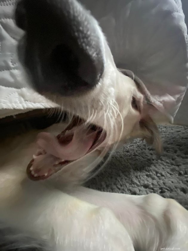 18 Adorable Dog Photos That Will Surprise You