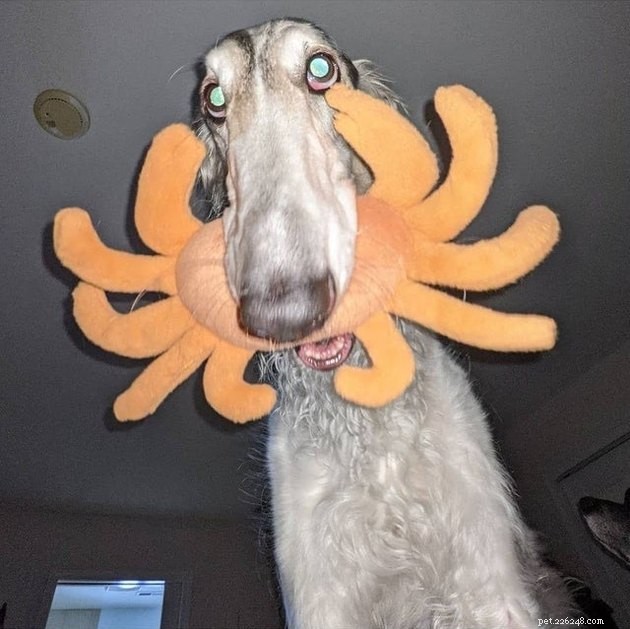 18 Adorable Dog Photos That Will Surprise You