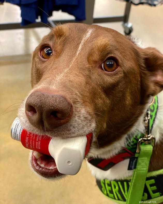 19 Dogs Making a Difference: Transforming Human Lives
