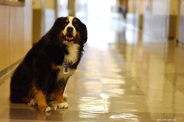 19 Dogs Making a Difference: Transforming Human Lives