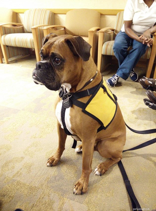 19 Dogs Making a Difference: Transforming Human Lives