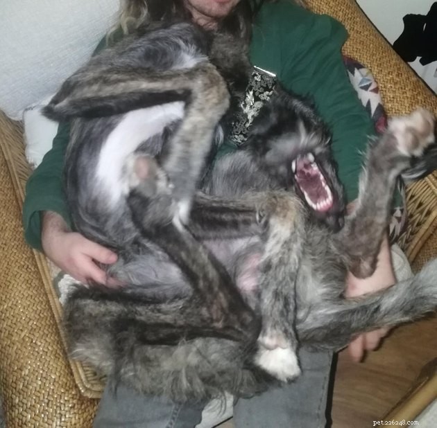 18 Adorable Dog Photos That Will Surprise You