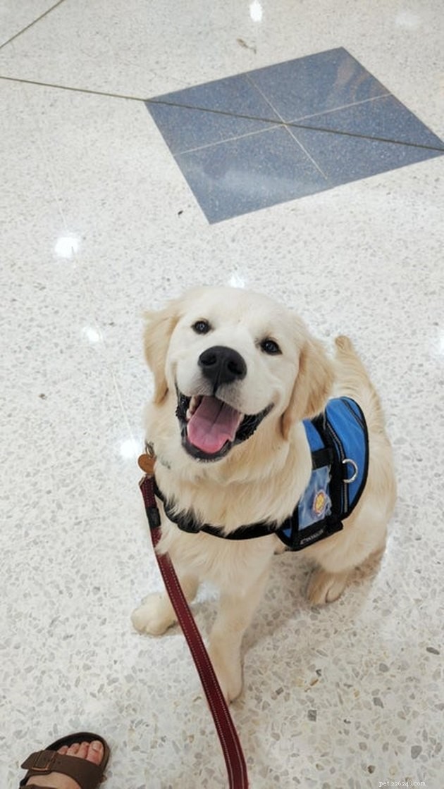 19 Dogs Making a Difference: Transforming Human Lives