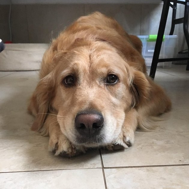 19 Dogs Making a Difference: Transforming Human Lives