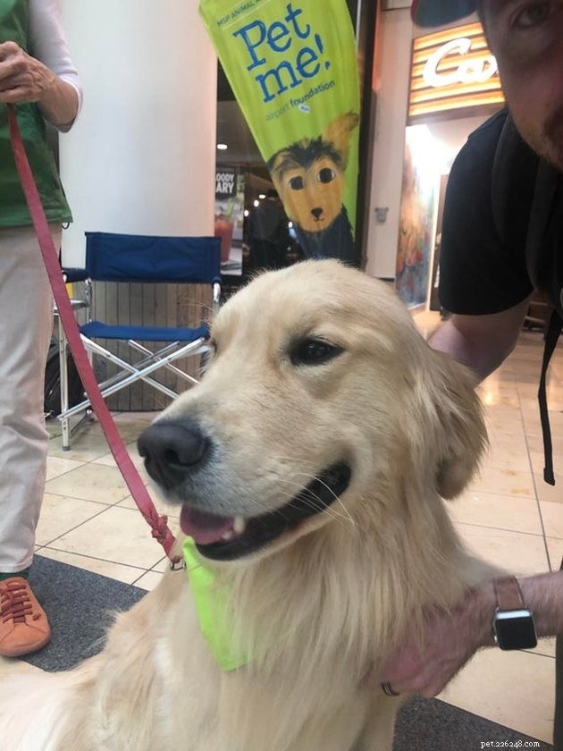 19 Dogs Making a Difference: Transforming Human Lives
