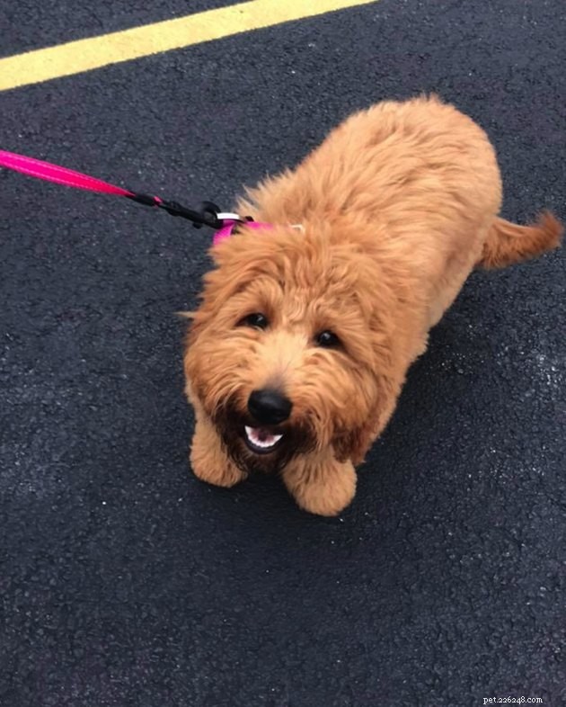 19 Dogs Making a Difference: Transforming Human Lives