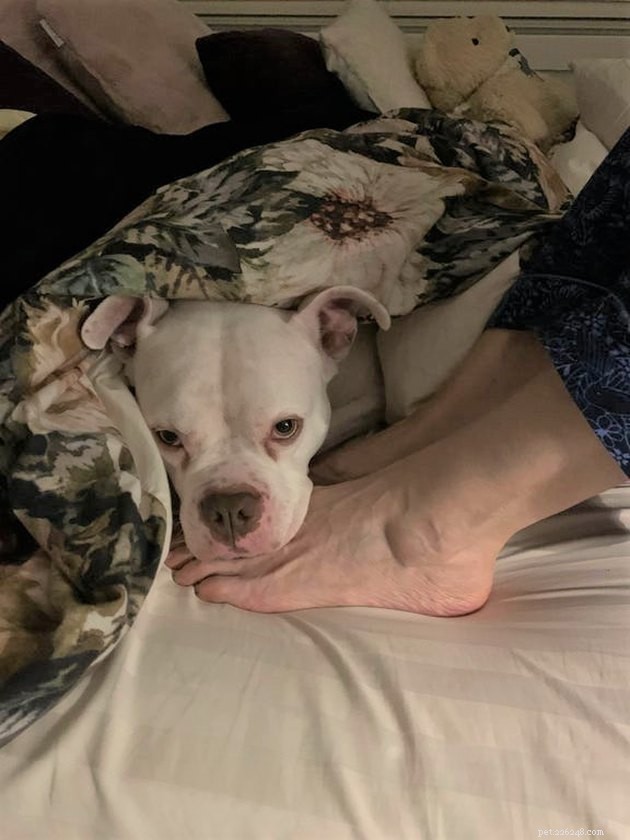 19 Dogs Making a Difference: Transforming Human Lives