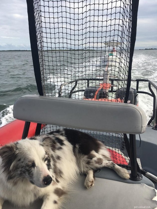 19 Dogs Making a Difference: Transforming Human Lives