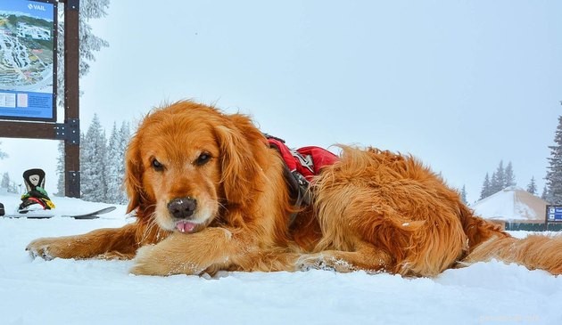 19 Dogs Making a Difference: Transforming Human Lives