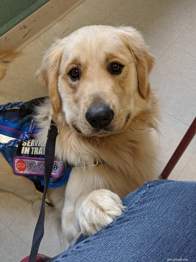 19 Dogs Making a Difference: Transforming Human Lives