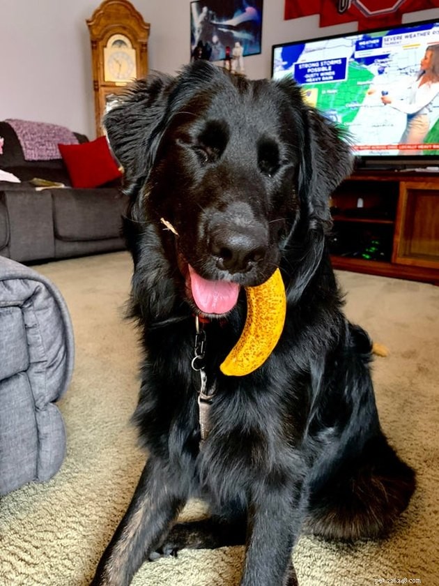 19 Dogs Making a Difference: Transforming Human Lives