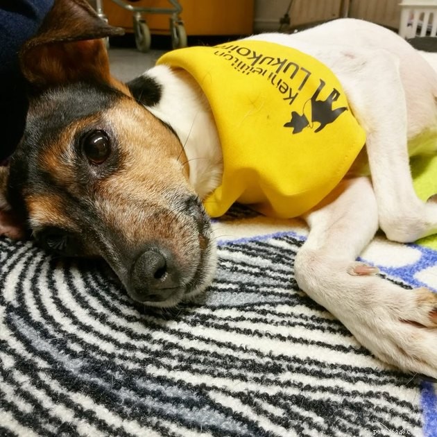 19 Dogs Making a Difference: Transforming Human Lives