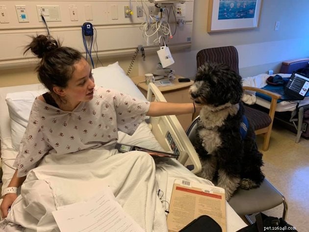 19 Dogs Making a Difference: Transforming Human Lives