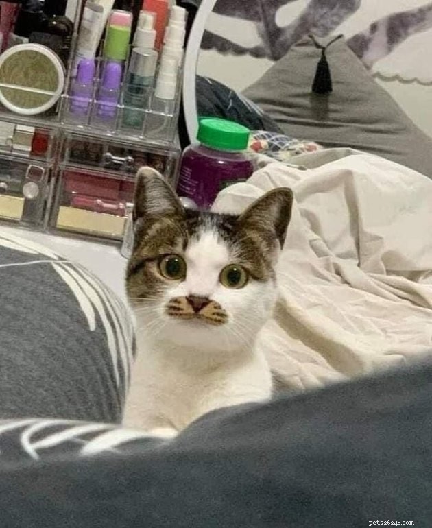 17 Pet Photos Proven to Boost Your Mental Health