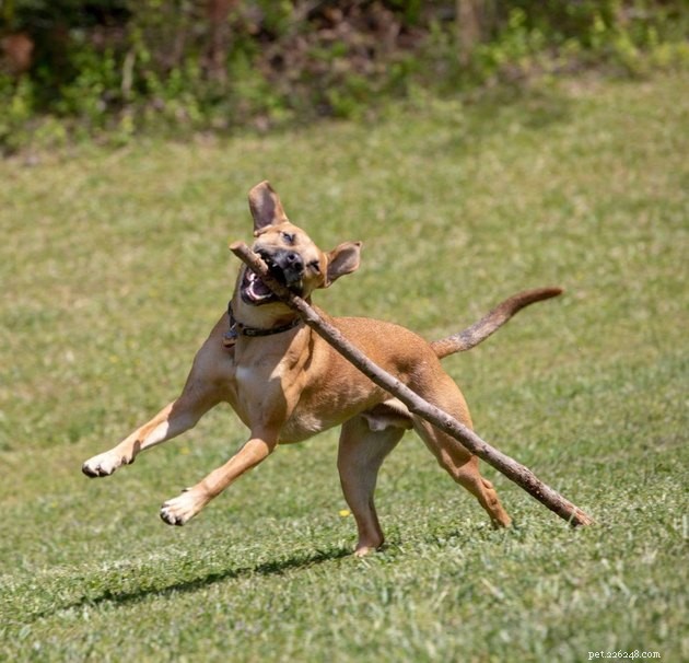 17 Pet Photos Proven to Boost Your Mental Health