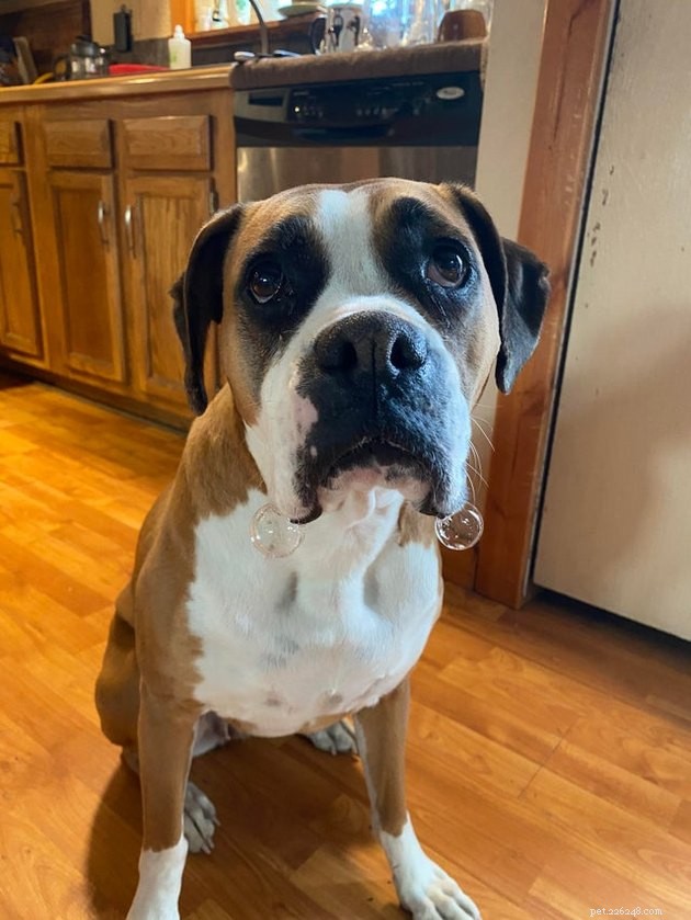 17 Pet Photos Proven to Boost Your Mental Health