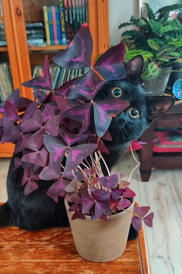 17 Pet Photos Proven to Boost Your Mental Health