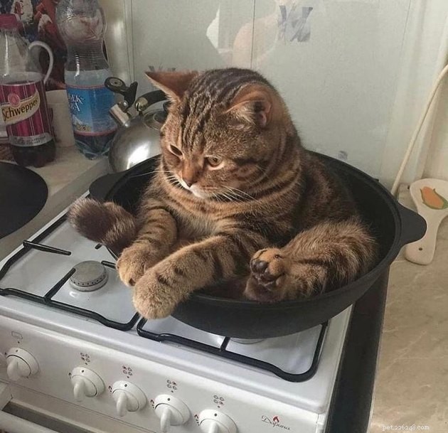 17 Pet Photos Proven to Boost Your Mental Health