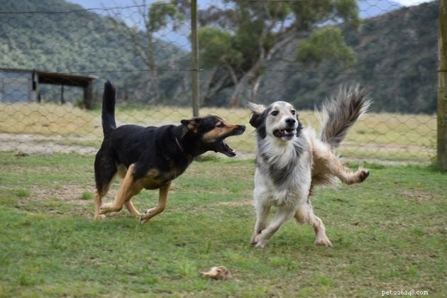 17 Pet Photos Proven to Boost Your Mental Health