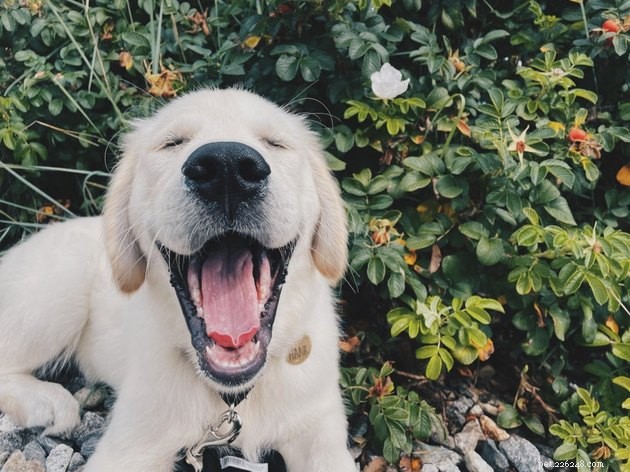 17 Pet Photos Proven to Boost Your Mental Health