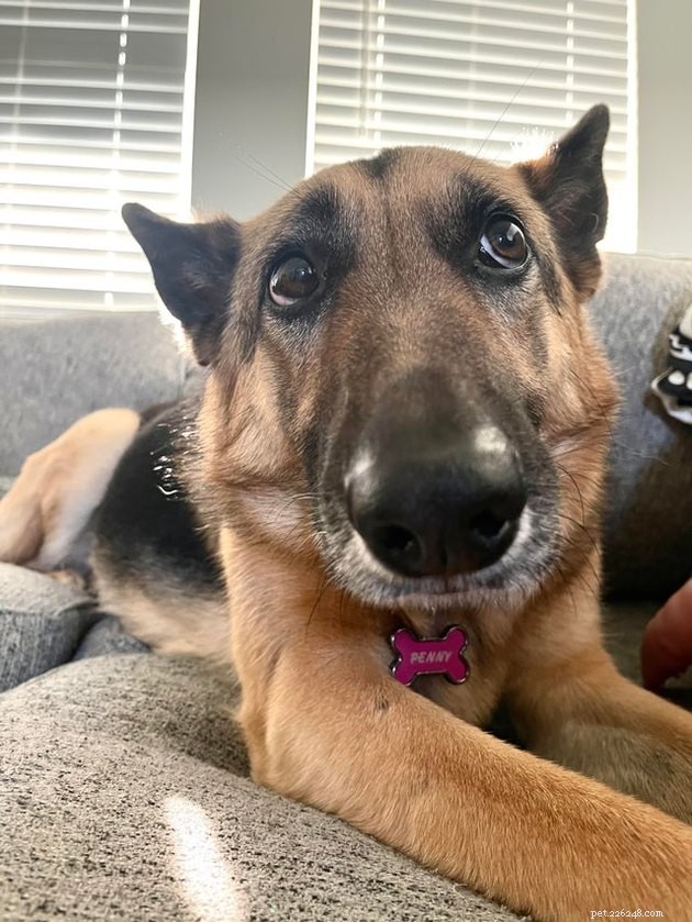 17 Pet Photos Proven to Boost Your Mental Health