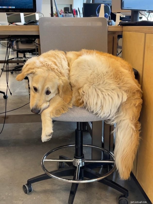 17 Pet Photos Proven to Boost Your Mental Health