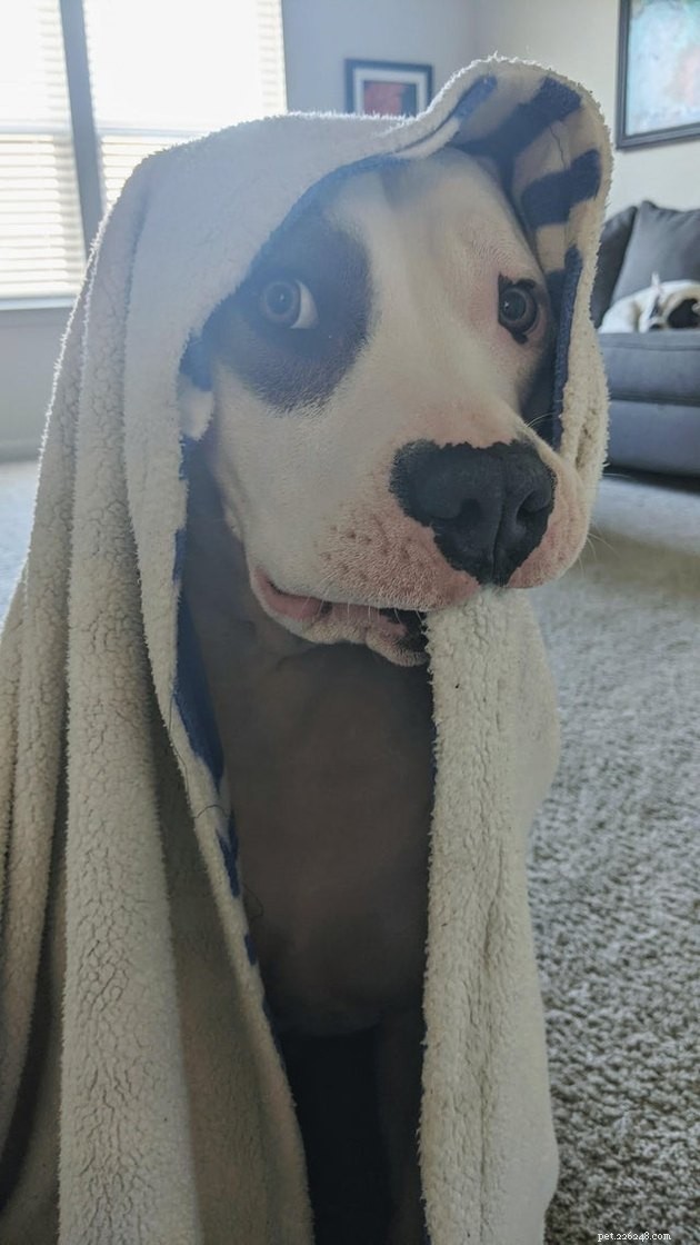 17 Pet Photos Proven to Boost Your Mental Health