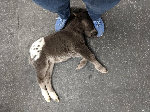 17 Pet Photos Proven to Boost Your Mental Health