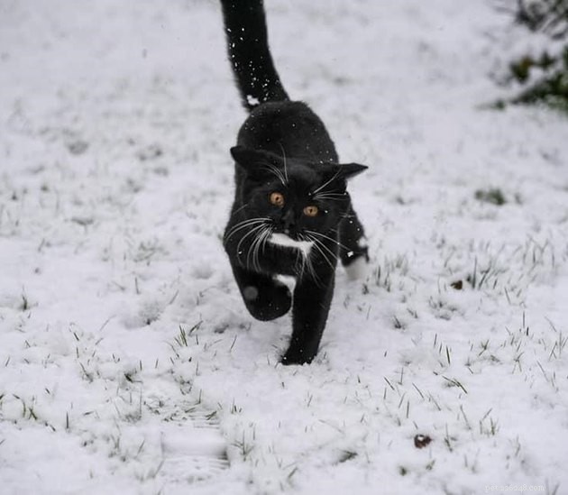 17 Pet Photos Proven to Boost Your Mental Health