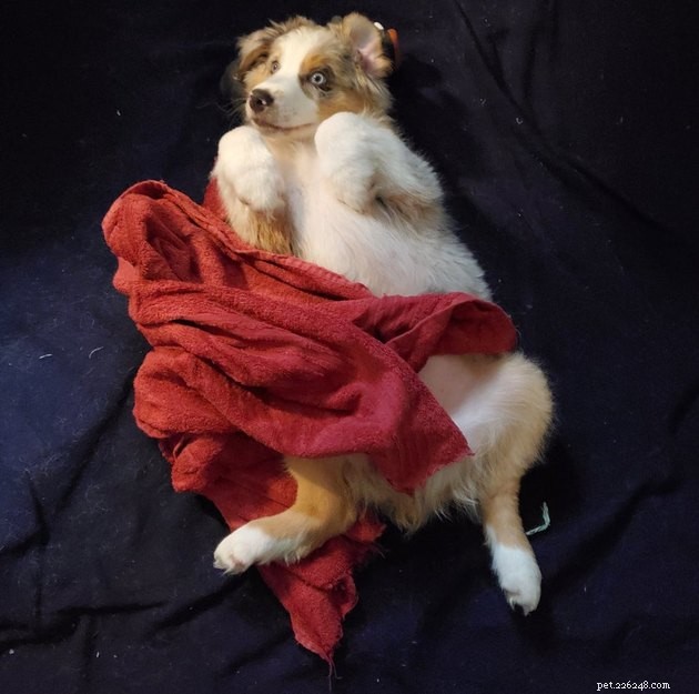 18 Stunning Pet Portraits That Resemble Classic Masterpieces