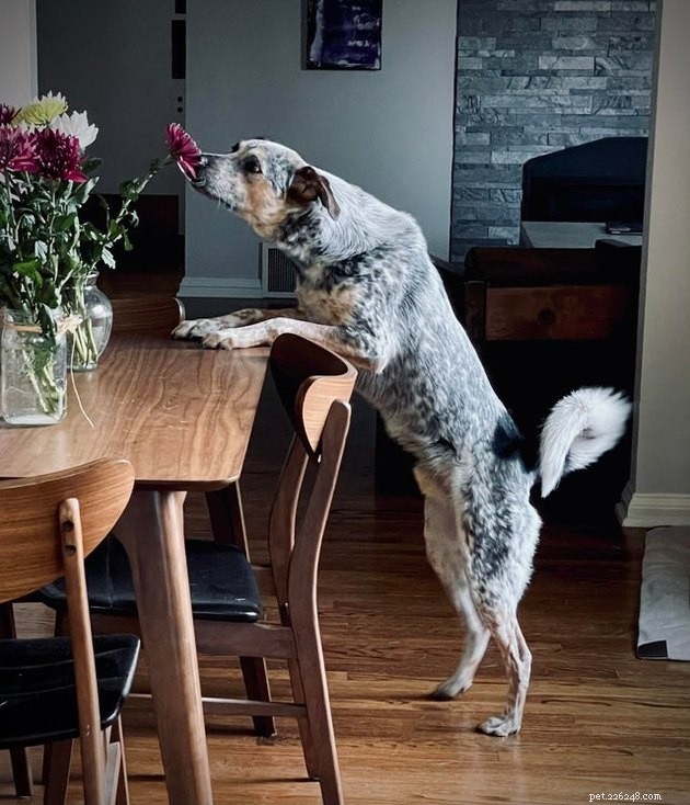 18 Stunning Pet Portraits That Resemble Classic Masterpieces