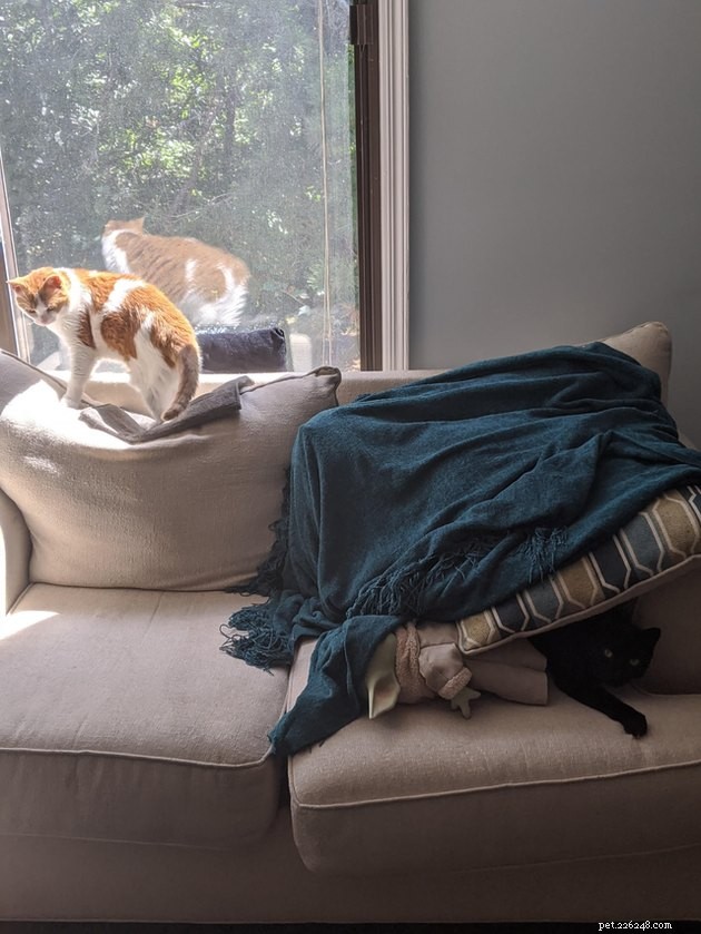 18 Stunning Pet Portraits That Resemble Classic Masterpieces