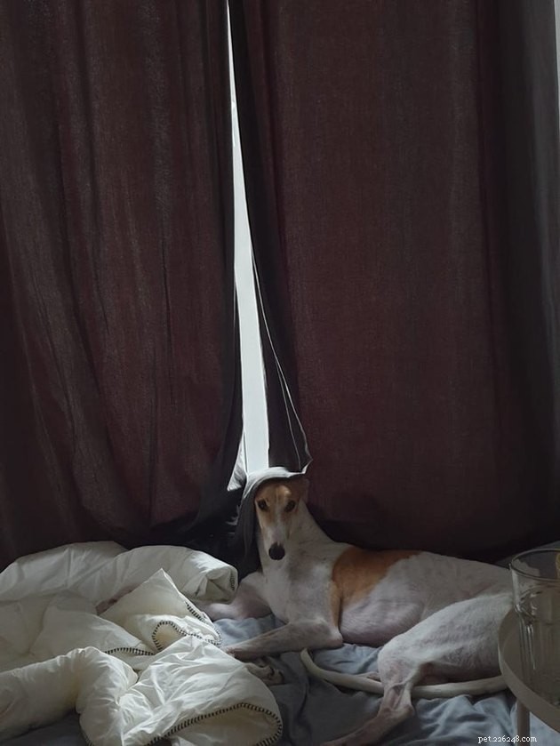 18 Stunning Pet Portraits That Resemble Classic Masterpieces