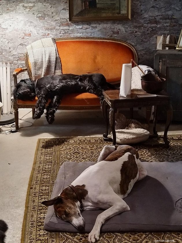 18 Stunning Pet Portraits That Resemble Classic Masterpieces