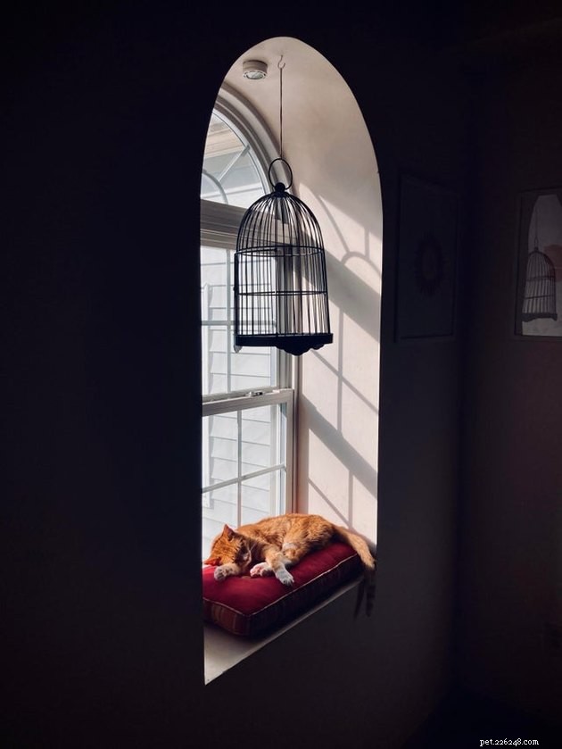 18 Stunning Pet Portraits That Resemble Classic Masterpieces